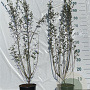 Salix repens 60-80 cm 2,0L