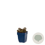 Sedum spurium 'Fuldaglut' GM  P11
