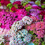 Achillea millefolium 'Summer Pastels' GM  P11