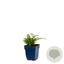 Athyrium niponicum 'Metallicum' GM  P11