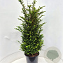 Taxus baccata 100-125 cm 20L