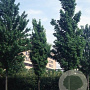 Acer cappadocicum lobelii 10-12 HO draadkluit