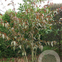 Acer davidii 'Rosalie' 10-12 HO draadkluit