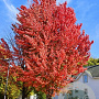Acer freemanii Celebration 14-16 HO draadkluit