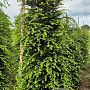 Tsuga canadensis 225-250 cm draadkluit extra