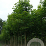 Acer platanoides 14-16 HO draadkluit