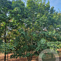 Acer platanoides 600-700 cm draadkluit meerstammig