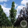 Acer plat. 'Columnare' 700-800 cm draadkluit meerstammig