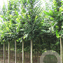 Ulmus 'Lobel' 14-16 HO draadkluit