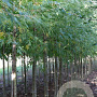 Acer saccharum 12-14 HO draadkluit