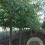 Acer saccharum 14-16 HO draadkluit