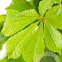 Aesculus hip. 'Baumannii' 20-25 HO draadkluit