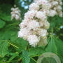 Aesculus hip. 'Baumannii' 300-350 cm draadkluit meerstammig