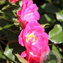 Rosa (H) Pink Meidiland A kwaliteit C1.5 eigen wortel