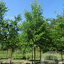 Alnus glutinosa 10-12 HO draadkluit