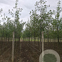 Alnus glutinosa 10-12 HO draadkluit