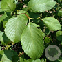 Alnus glutinosa 700-800 cm draadkluit meerstammig