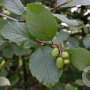 Alnus incana 8-10 HO draadkluit