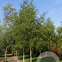 Betula pendula 10-12 HO draadkluit