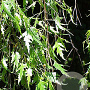 Betula p. 'Crispa' 12-14 HO draadkluit