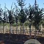 Betula pubescens 10-12 HO draadkluit