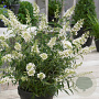 Buddleja Free Petite Snow White 60-80 cm 15L