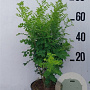 Caragana arborescens 60-80 cm 10L