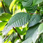 Carpinus bet. 'Lucas' 14-16 HO draadkluit
