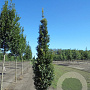 Carpinus bet. 'Lucas' 16-18 HO draadkluit geveerd