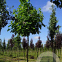 Catalpa bignonioides 16-18 HO draadkluit