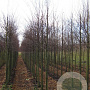 Cercidiphyllum japonicum 12-14 HO draadkluit