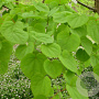 Cercidiphyllum japonicum 12-14 HO draadkluit