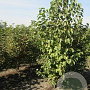 Corylus colurna 8-10 HO draadkluit