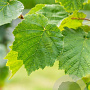 Corylus colurna 10-12 HO draadkluit