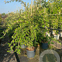 Cotoneaster lacteus 80-100 cm 10L