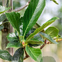 Crataegus lavalleei 'Carrierei' 10-12 HO draadkluit
