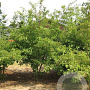 Crataegus media 'Paul's Scarlet' 400-450 cm draadkluit meerstammig