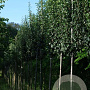 Crataegus monogyna 'Stricta' 10-12 HO draadkluit