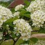 Crataegus persimilis 'Splendens' 12-14 HO draadkluit