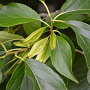 Eucommia ulmoides 10-12 HO draadkluit