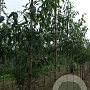 Euonymus ham. 'Jelena' 12-14 HO draadkluit