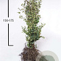 Fagus sylvatica 150-175 cm wortelgoed