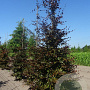 Fagus syl. 'Atropunicea' 16-18 HO draadkluit geveerd