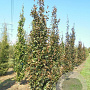 Fagus syl. 'Rohan Obelisk' 20-25 HO draadkluit geveerd