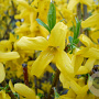 Forsythia japonica saxatilis 100-125 cm 15L