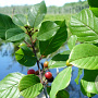 Frangula alnus 125-150 cm 10L