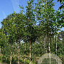 Fraxinus americana 10-12 HO draadkluit