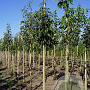 Fraxinus americana microcarpa 12-14 HO draadkluit