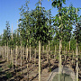 Fraxinus americana microcarpa 16-18 HO draadkluit