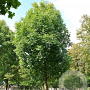 Fraxinus amer. 'Skyline' 10-12 HO draadkluit